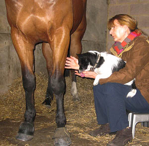 Margrit Coates Healing Horses